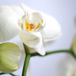 Orchidée, concept de la douceur